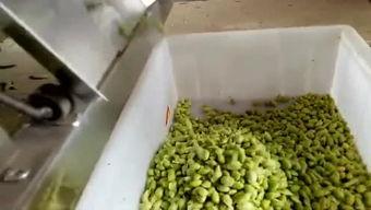 爆料剥毛豆视频大全,轻松掌握剥豆技巧，美食制作新体验