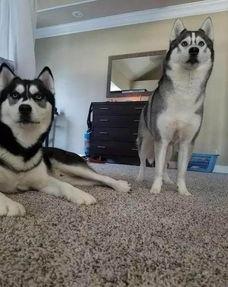 娱乐吃瓜酱哈士奇不拆家,娱乐吃瓜酱带你揭秘狗狗的神奇魅力